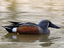 Australian Shoveler (WWT Slimbridge March 2011) - pic by Nigel Key